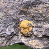 Skreiaspis spinosa